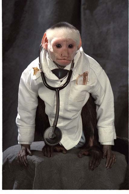 doctor Irving, a white-faced capuchin money is used in the treatment of physically and emotionally injured children.